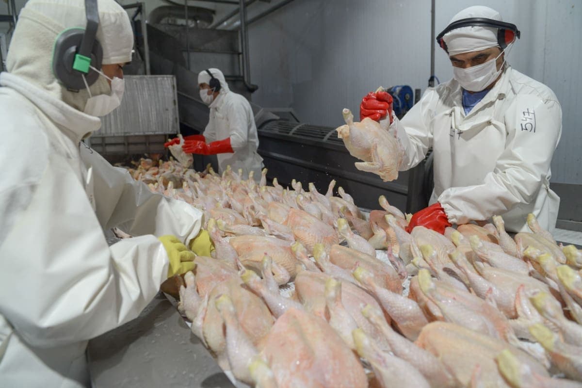 Senasa restringió importaciones aviares de una zona de Brasil por Newcastle